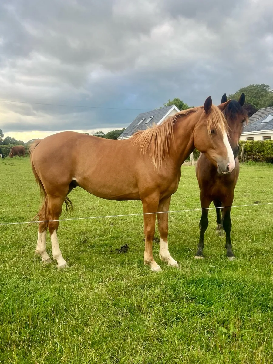 3 year old Gelding TB x Connie - Image 4