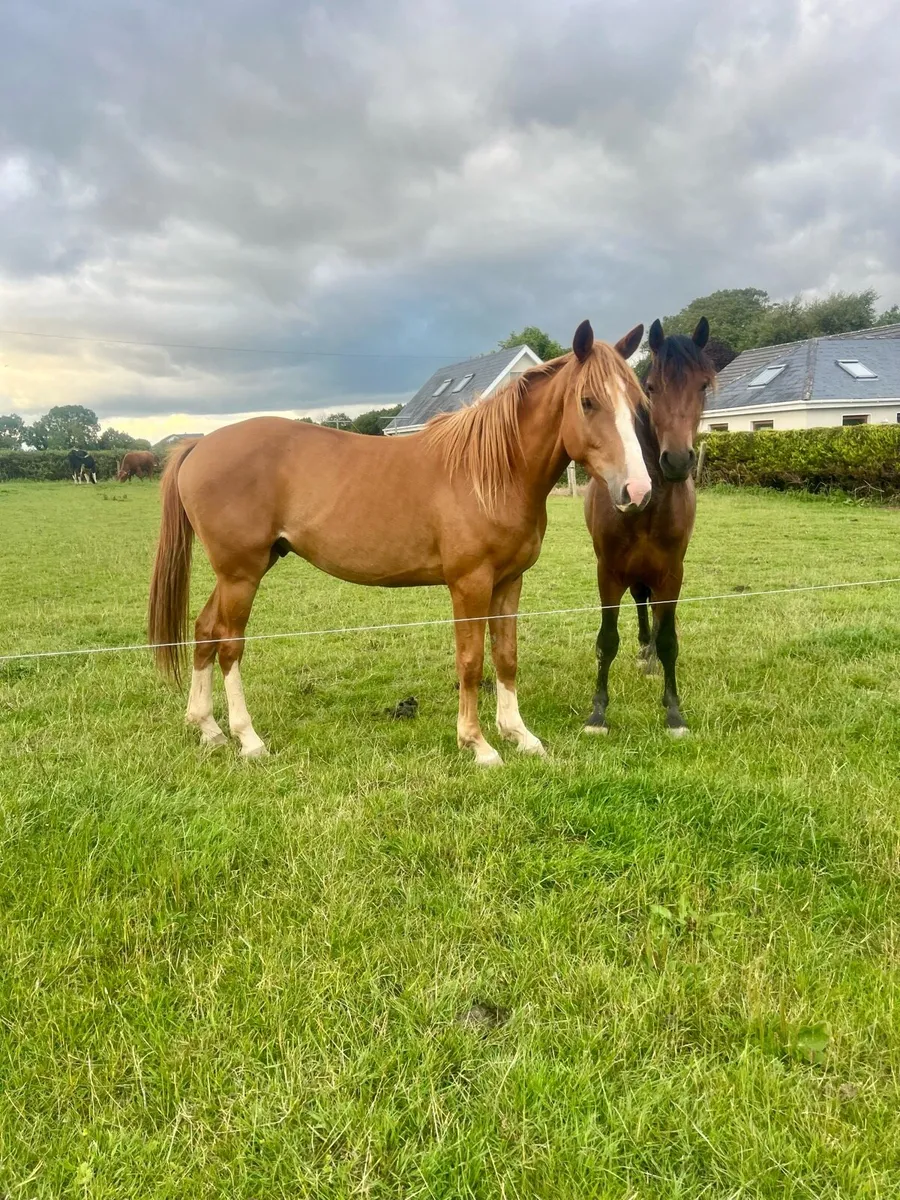 3 year old Gelding TB x Connie - Image 2