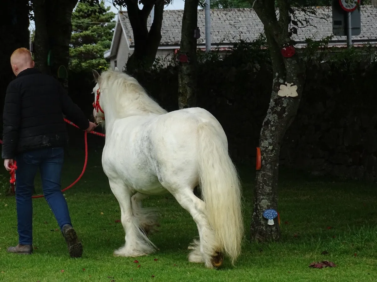 Proper min stallion - Image 2