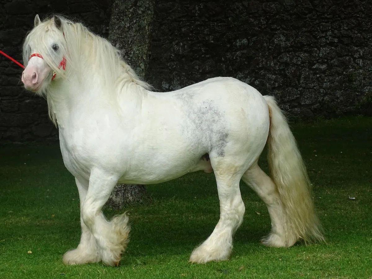Proper min stallion - Image 4