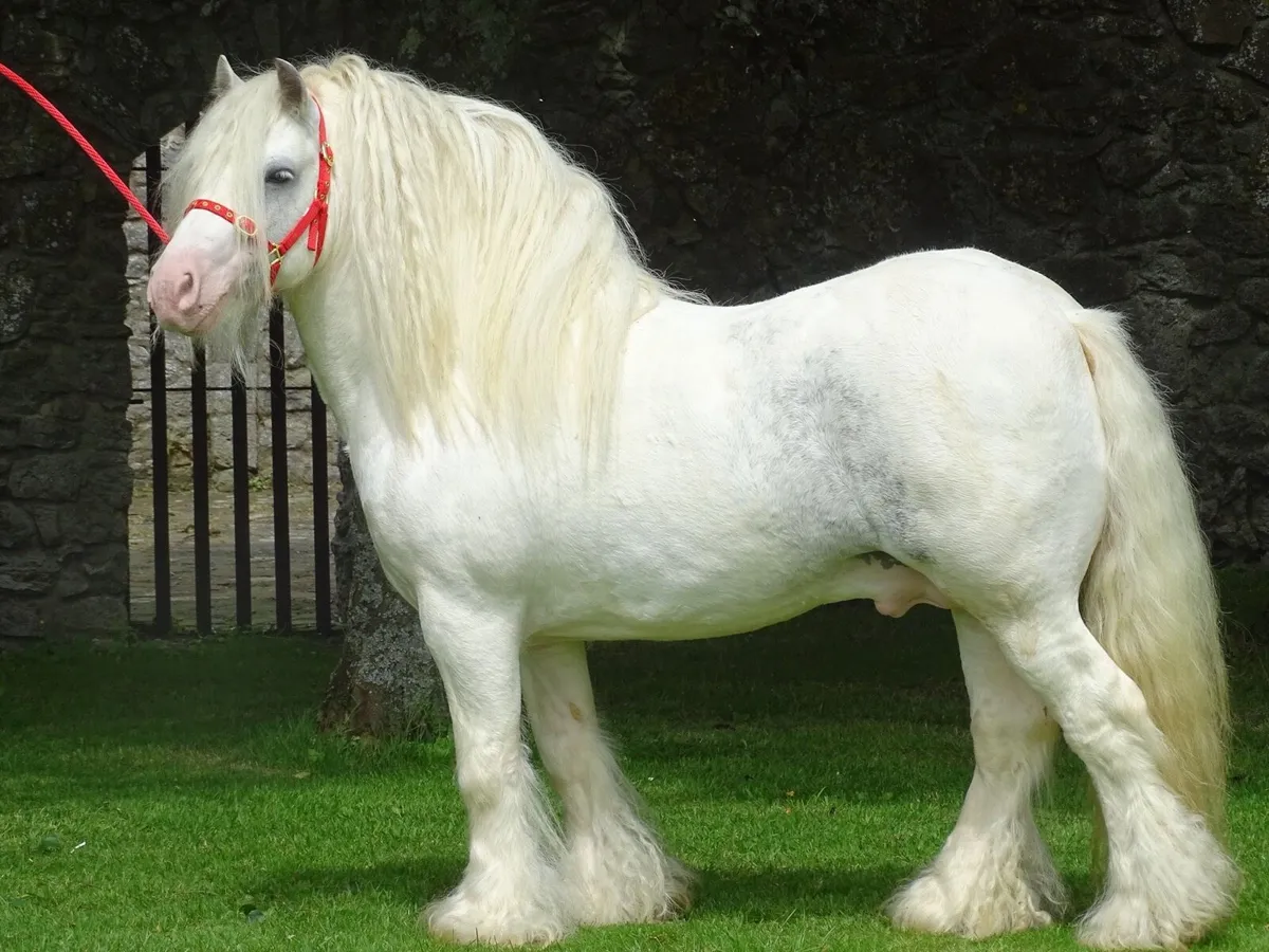 Proper min stallion - Image 1