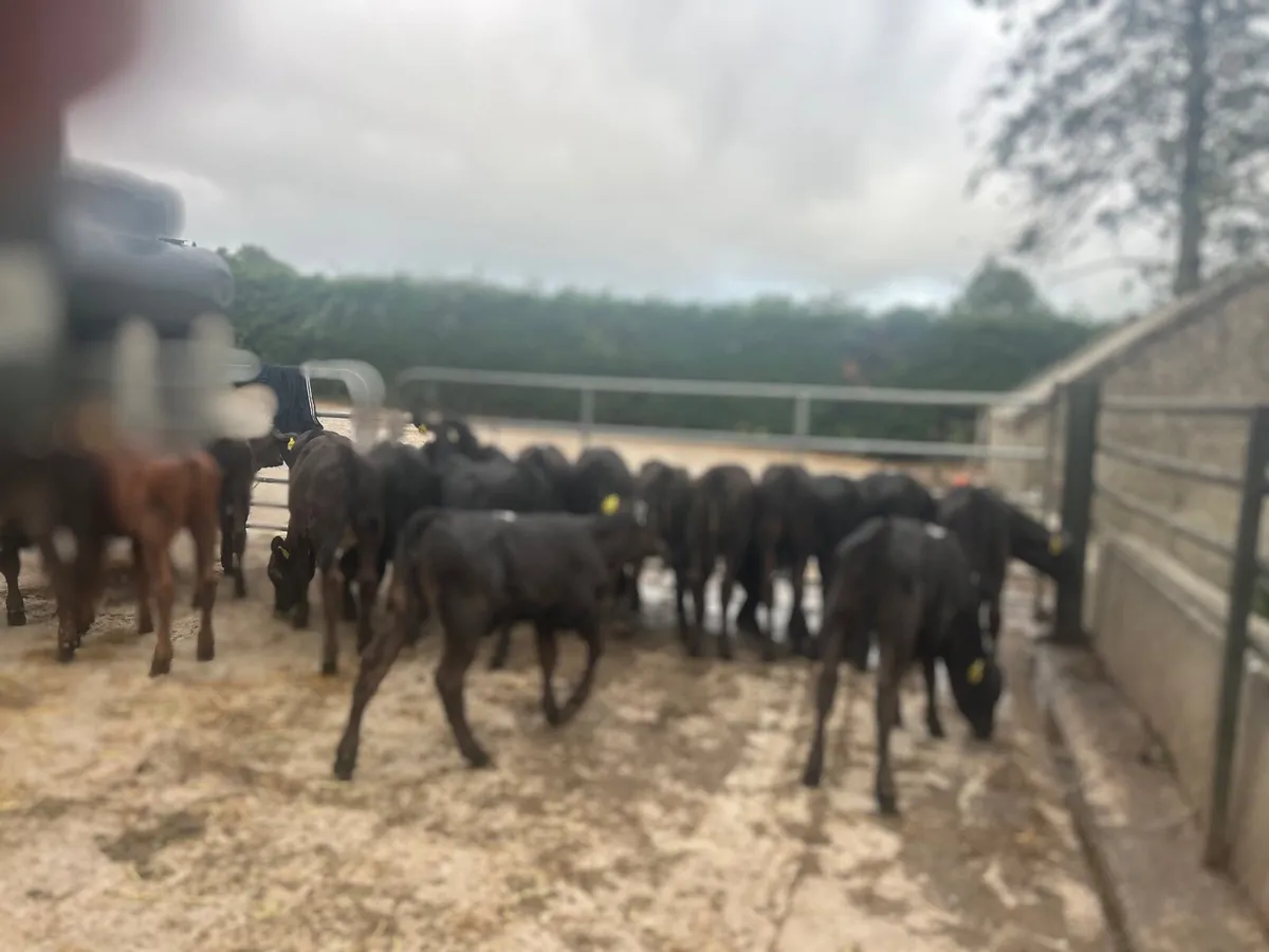 22 super  Angus weanling heifers - Image 1