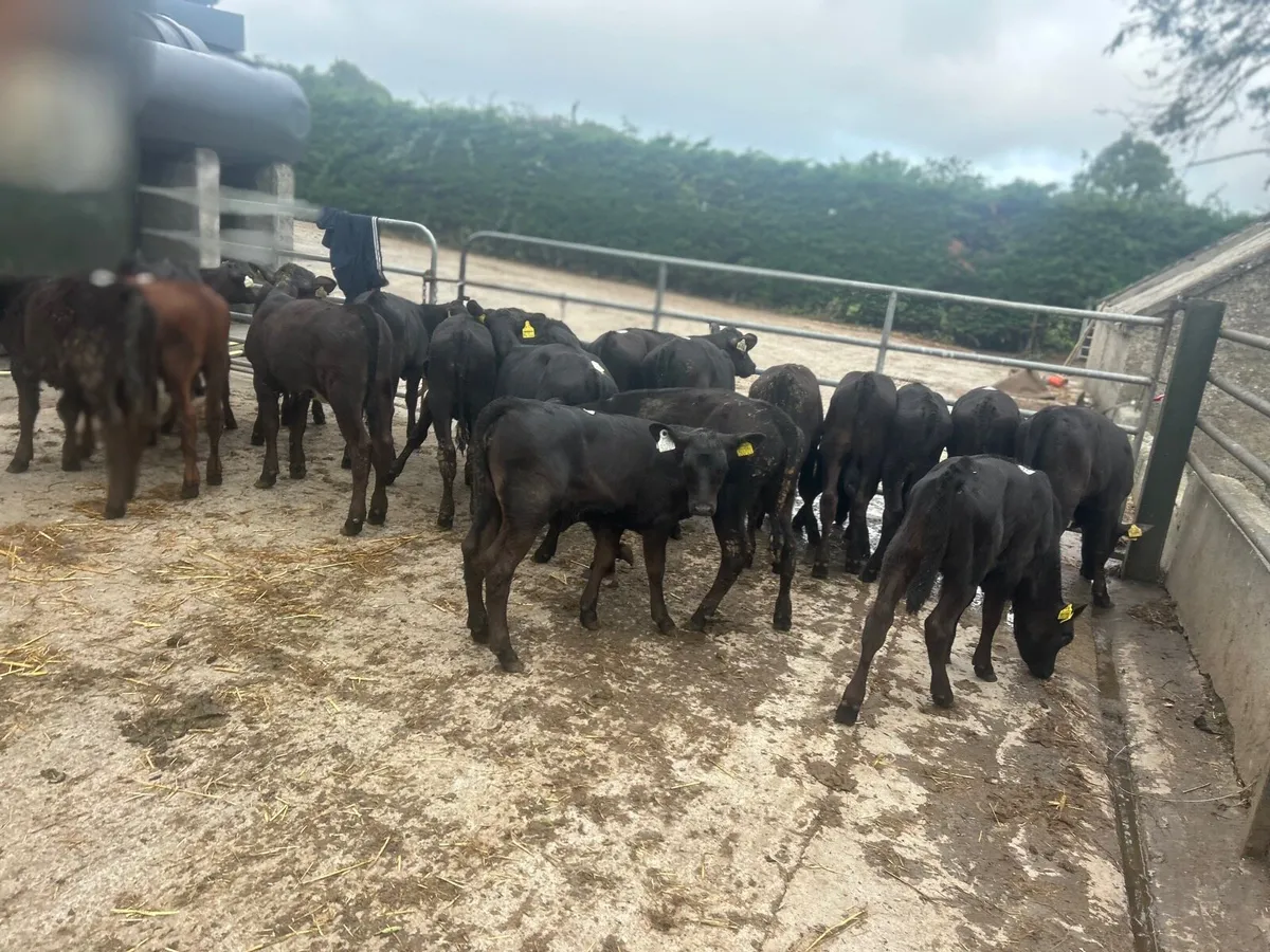 22 super  Angus weanling heifers - Image 3