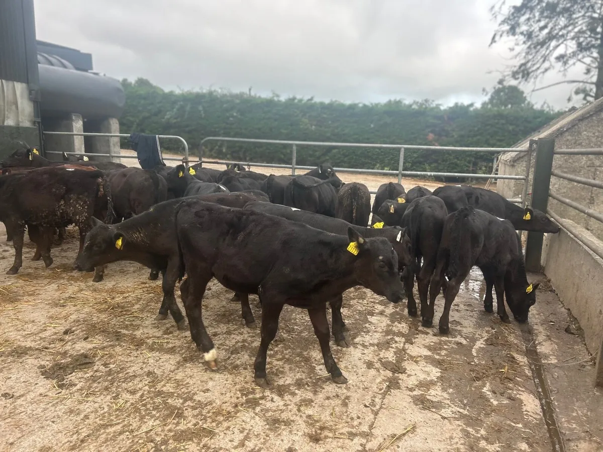22 super  Angus weanling heifers - Image 4