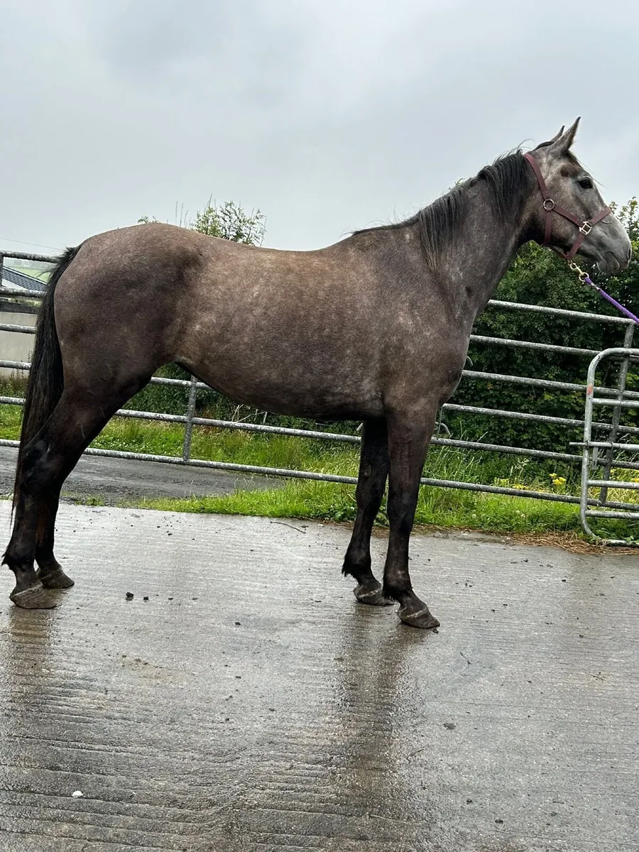 R.I.D Filly - Image 2