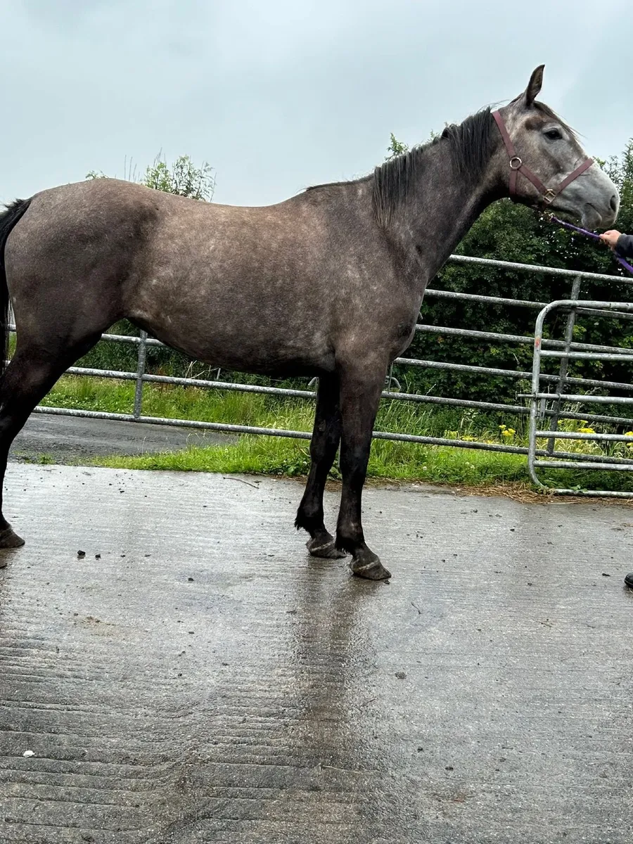 R.I.D Filly - Image 3