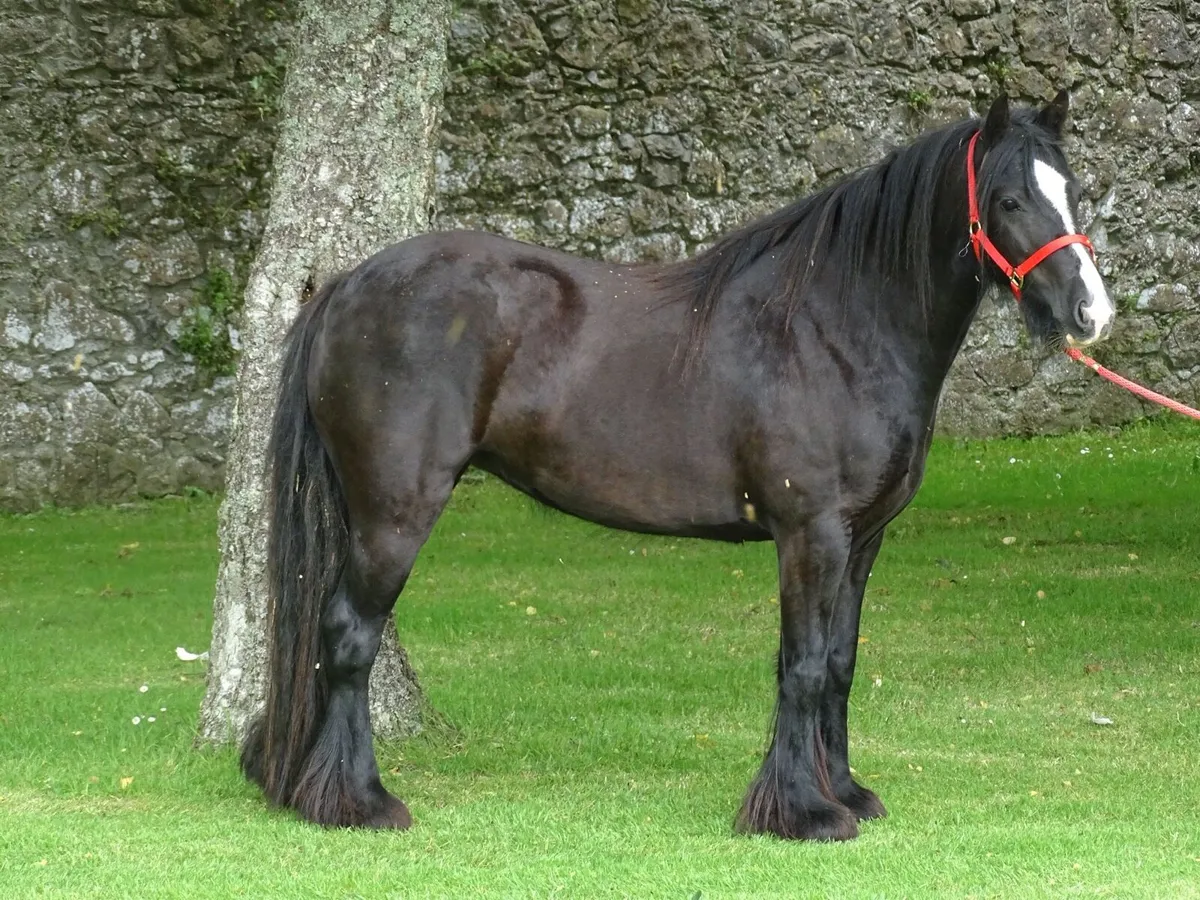 Top class 4 years old filly - Image 1
