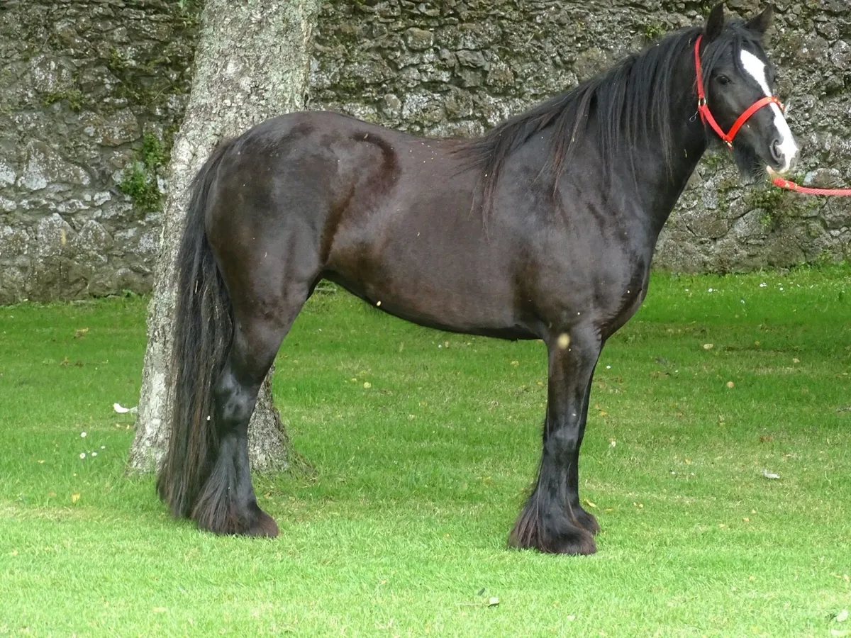 Top class 4 years old filly - Image 2