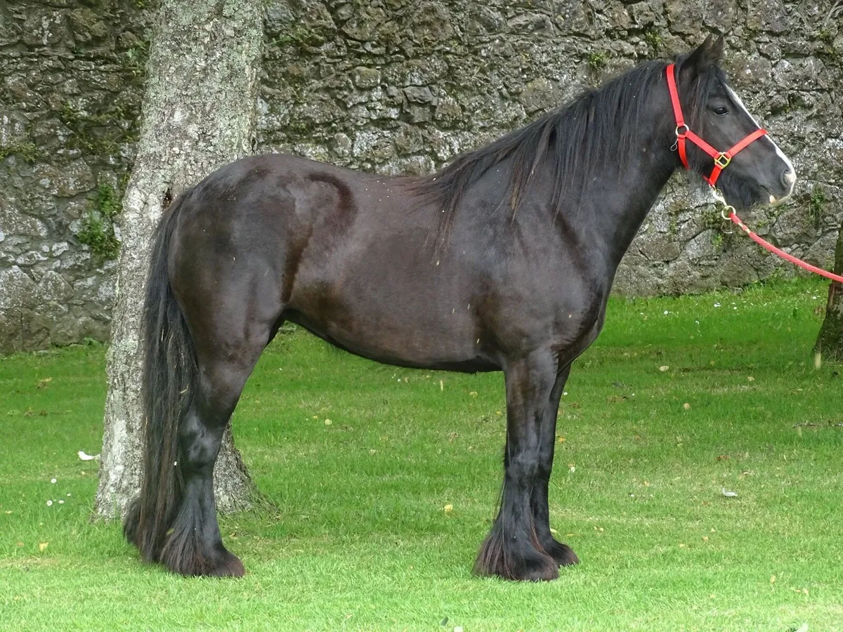 Top class 4 years old filly - Image 3