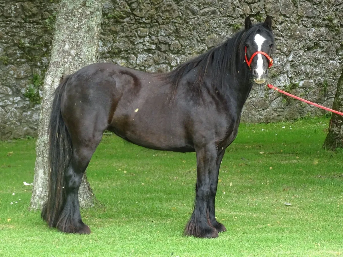 Top class 4 years old filly - Image 4