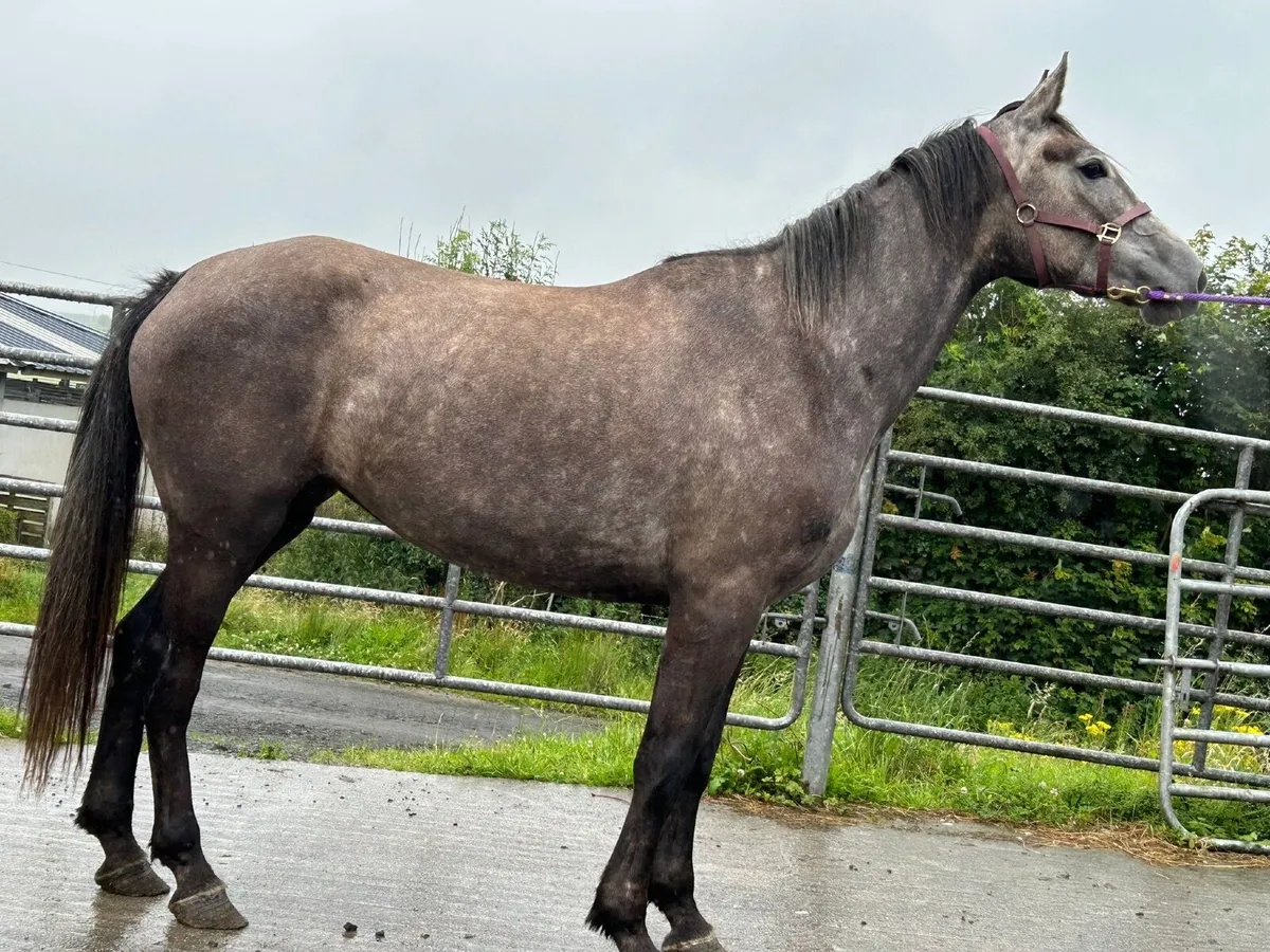 R.I.D Filly - Image 1