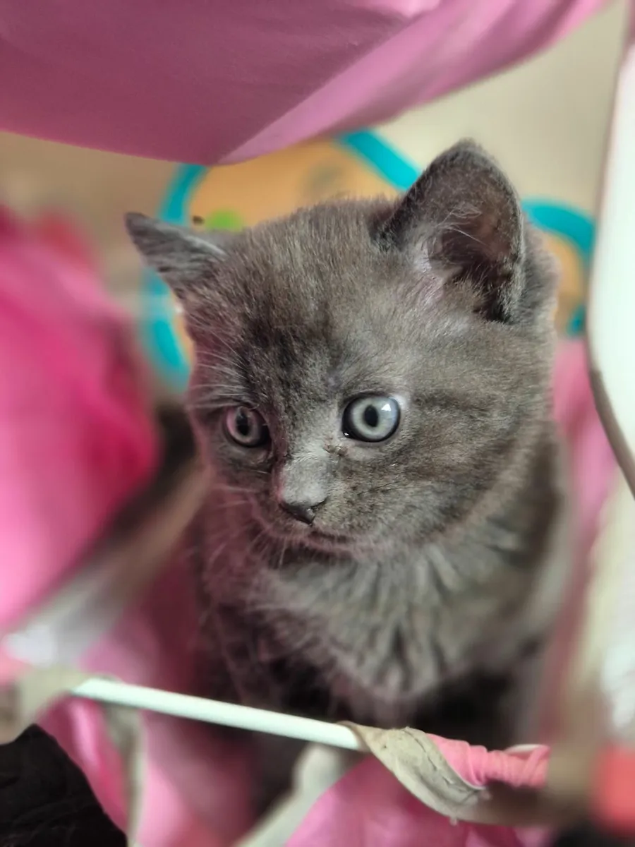 Kittens - Image 1