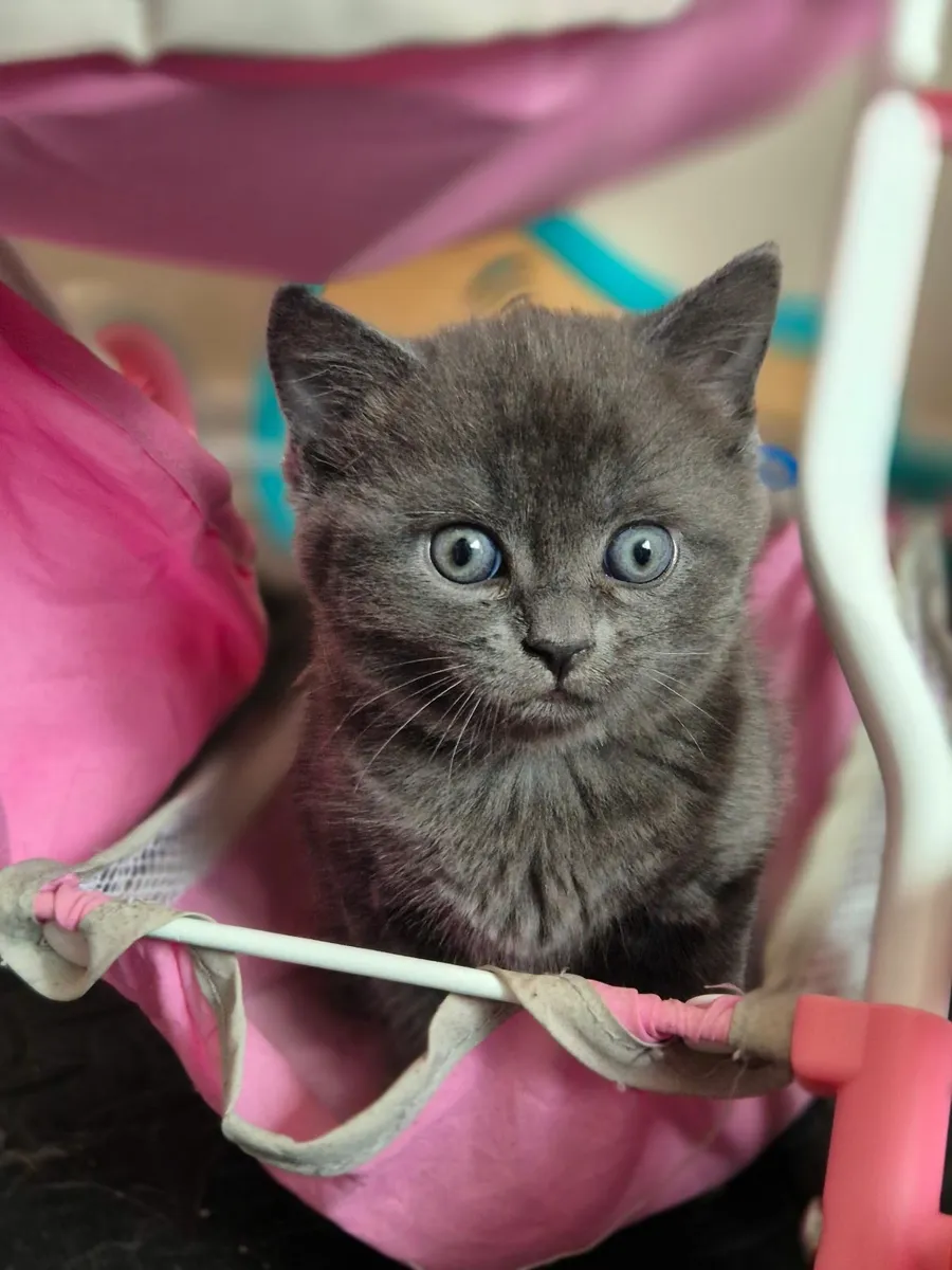 Kittens - Image 2