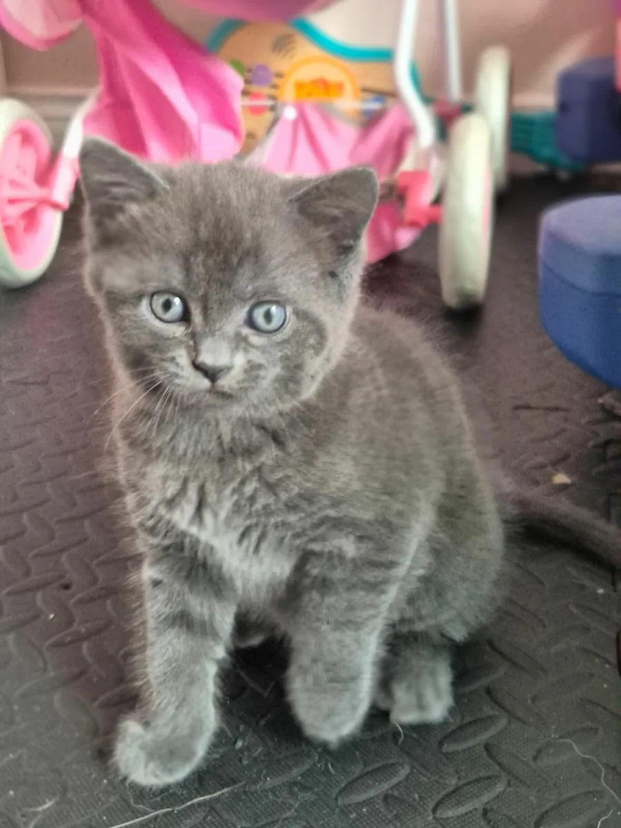 Kittens - Image 3