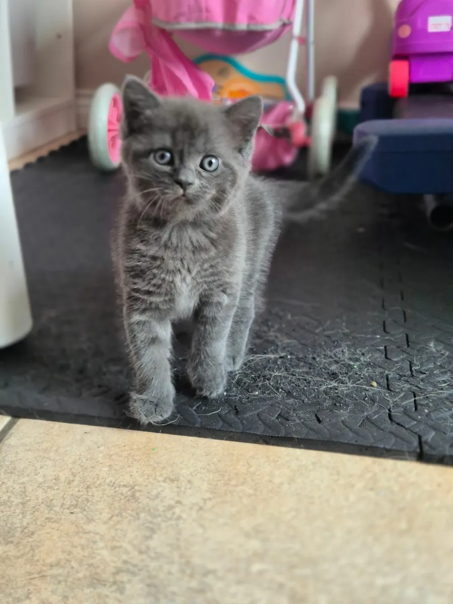 Kittens - Image 4