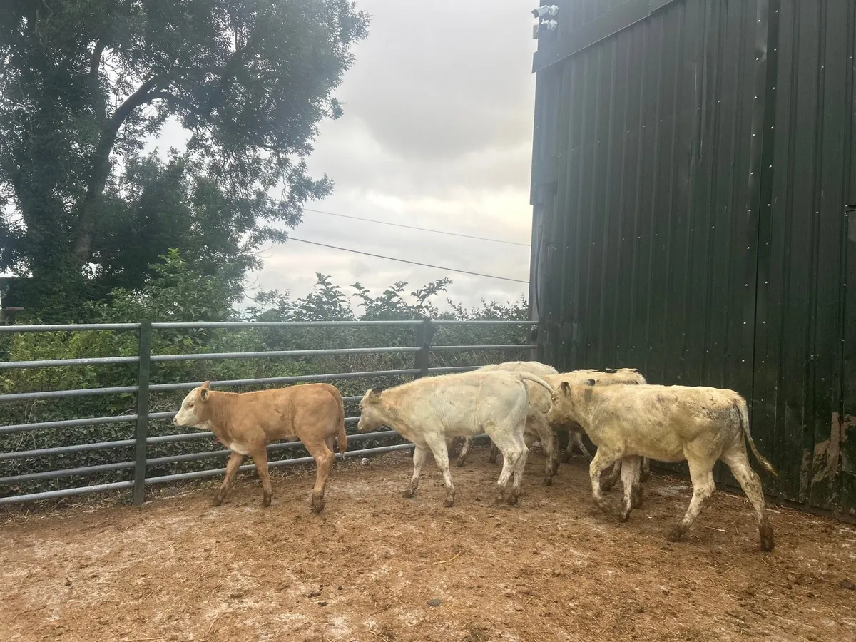 15 super continental  weanling heifers - Image 1