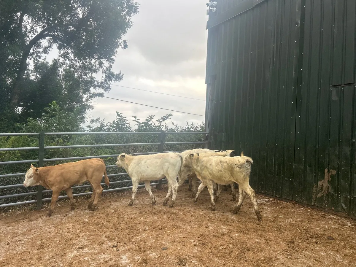 15 super continental  weanling heifers - Image 2