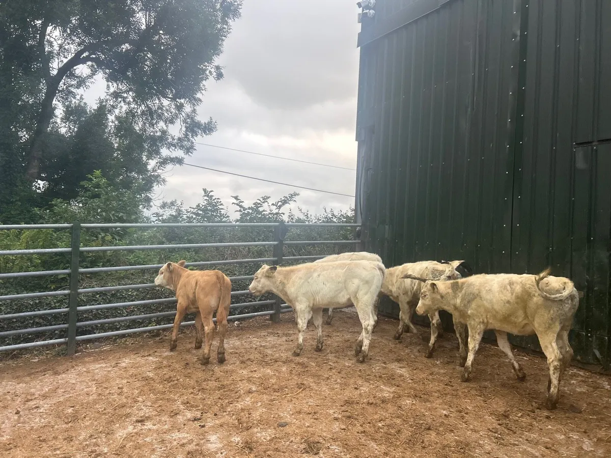 15 super continental  weanling heifers - Image 3