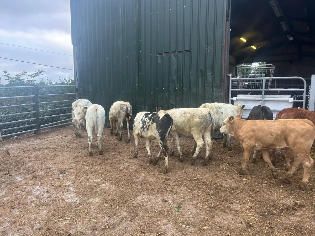 15 super continental  weanling heifers - Image 4