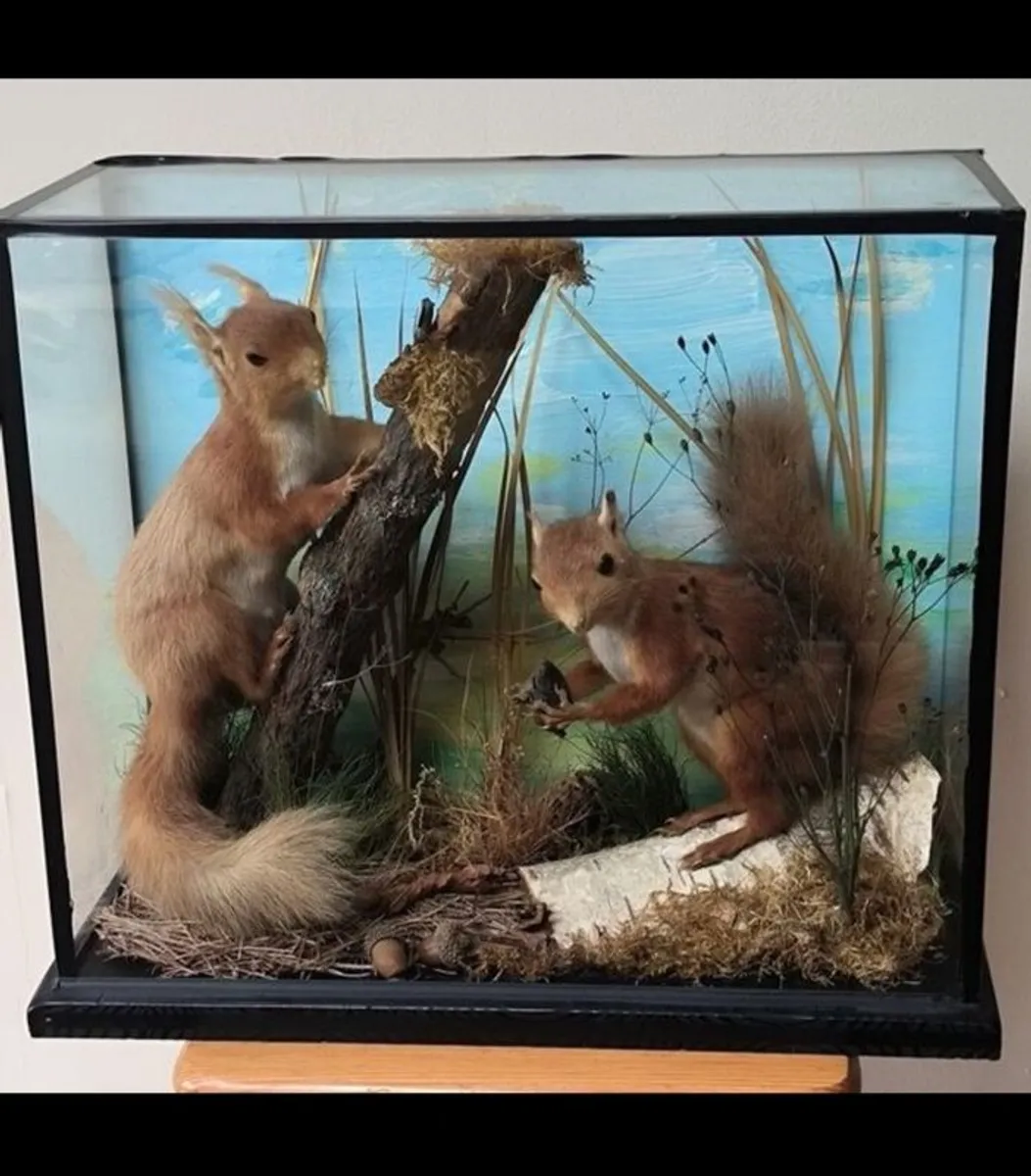 vintage taxidermy - Image 1