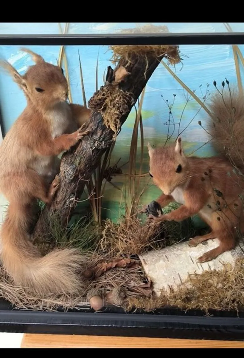 vintage taxidermy - Image 2