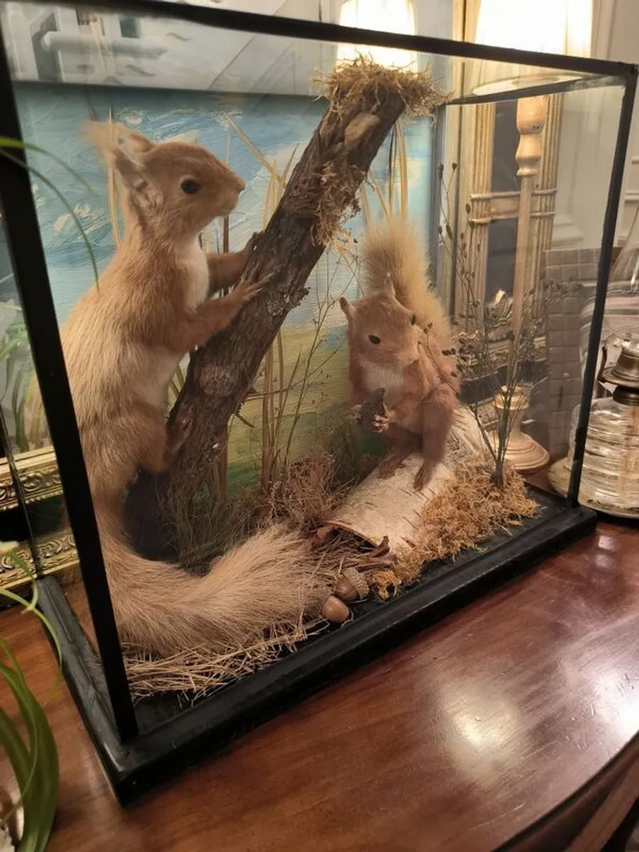 vintage taxidermy - Image 3
