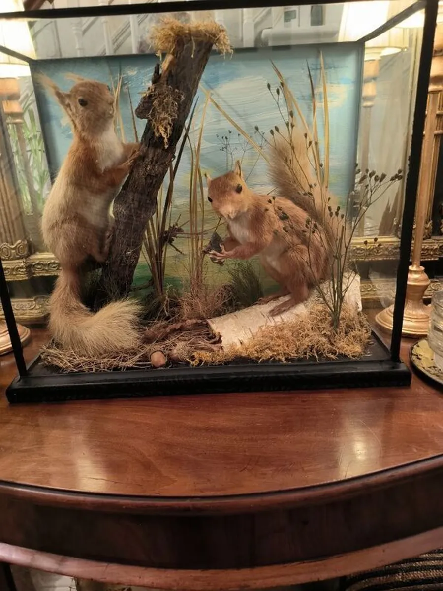 vintage taxidermy - Image 4