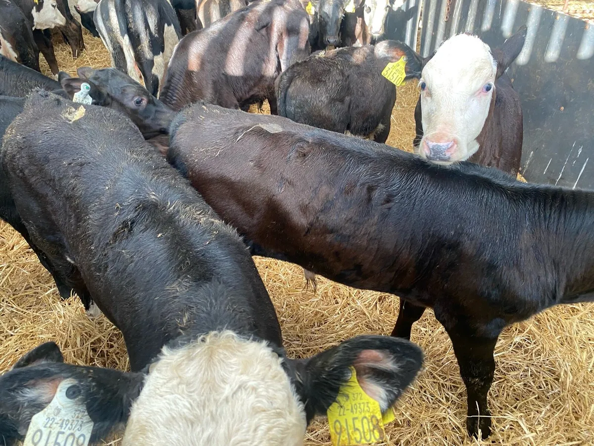 40 Runners Bulls And Heifers - Image 2