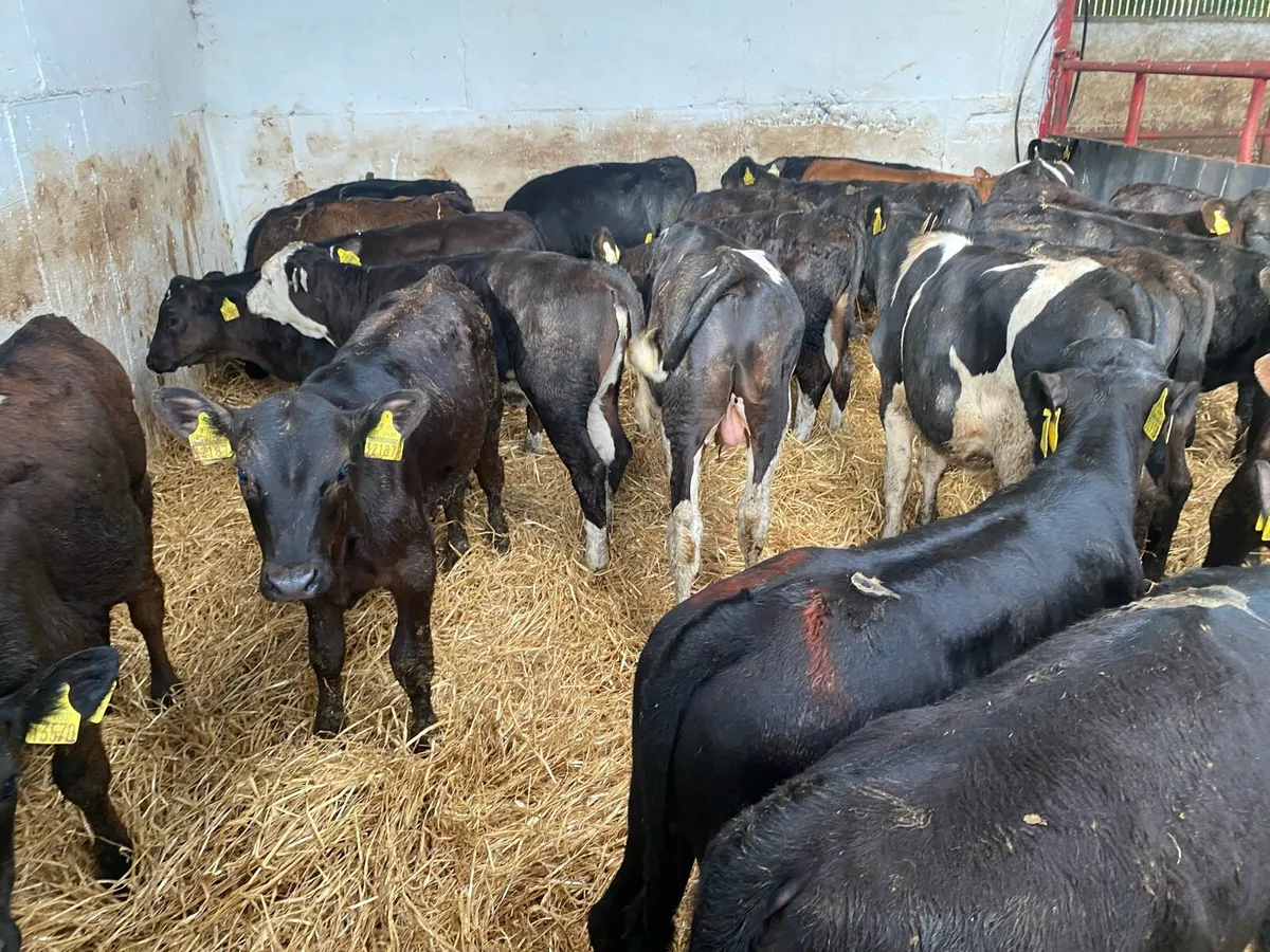 40 Runners Bulls And Heifers - Image 3