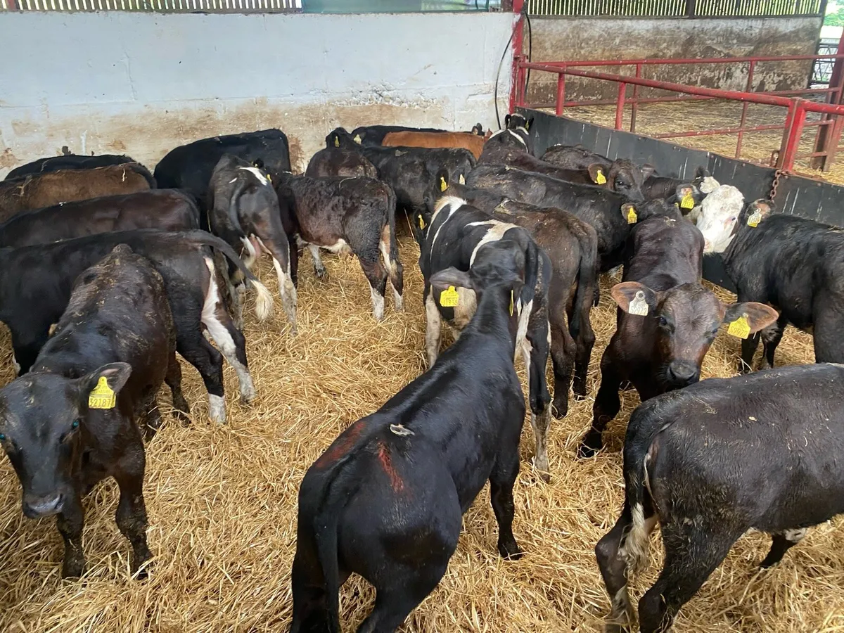 40 Runners Bulls And Heifers - Image 4