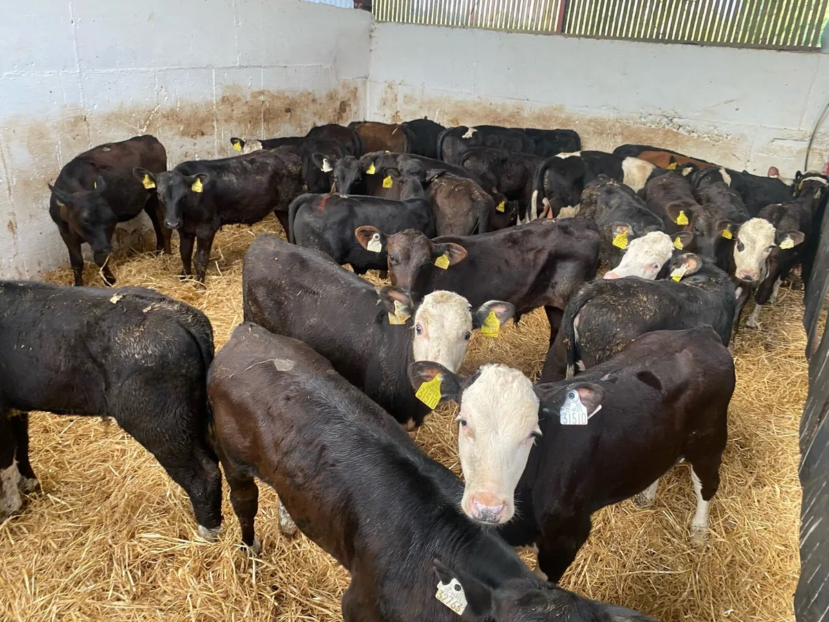 40 Runners Bulls And Heifers - Image 1