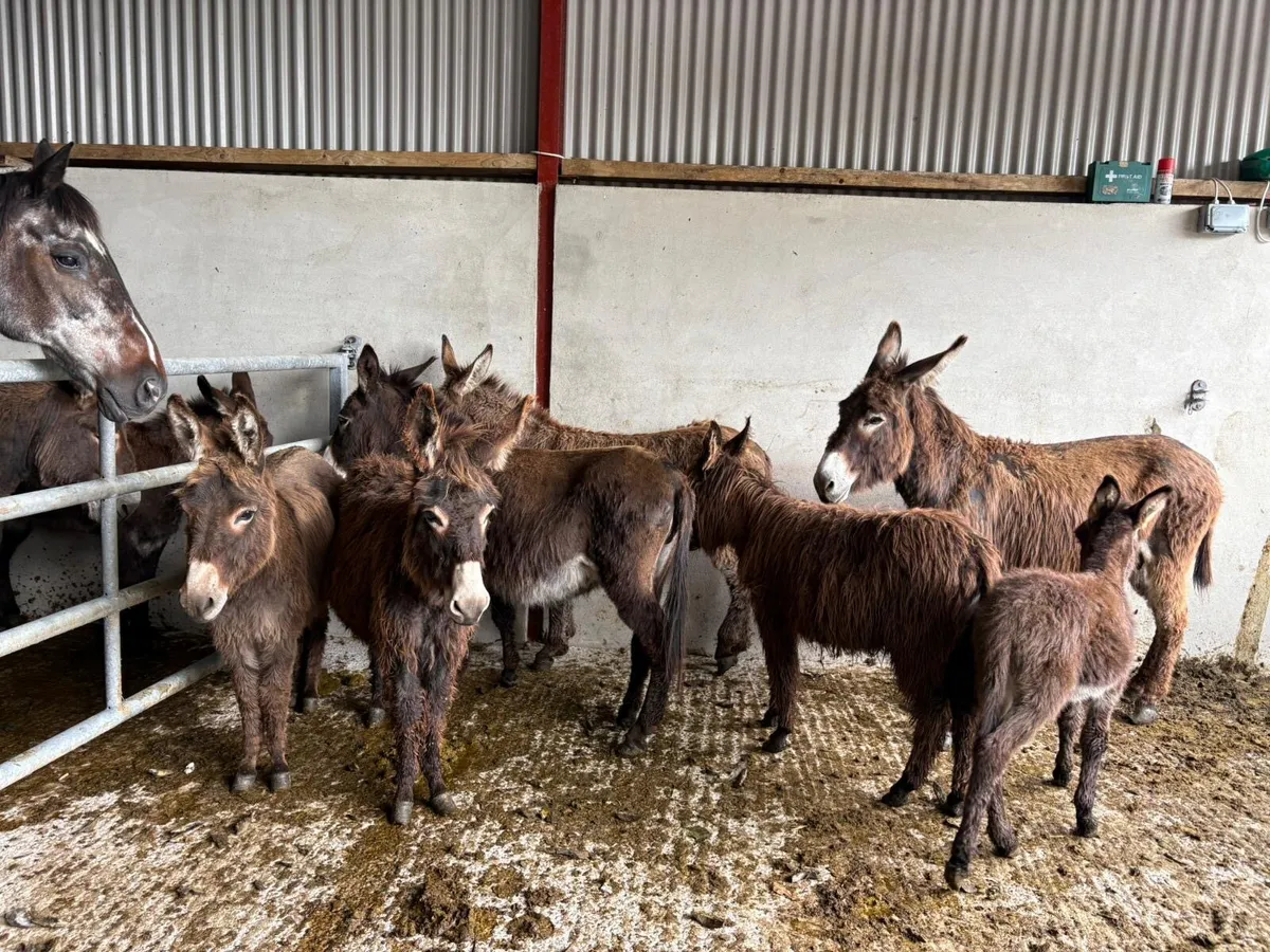 Male donkey  2 years old  traditional Irish donkey - Image 1