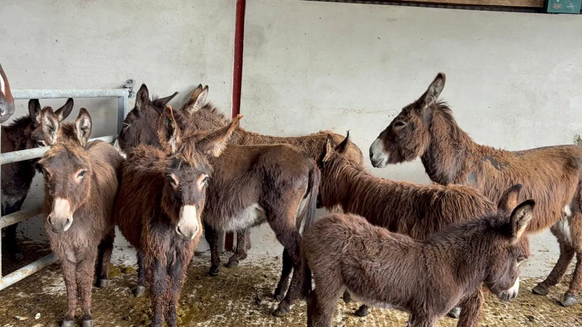 Male donkey  2 years old  traditional Irish donkey - Image 2