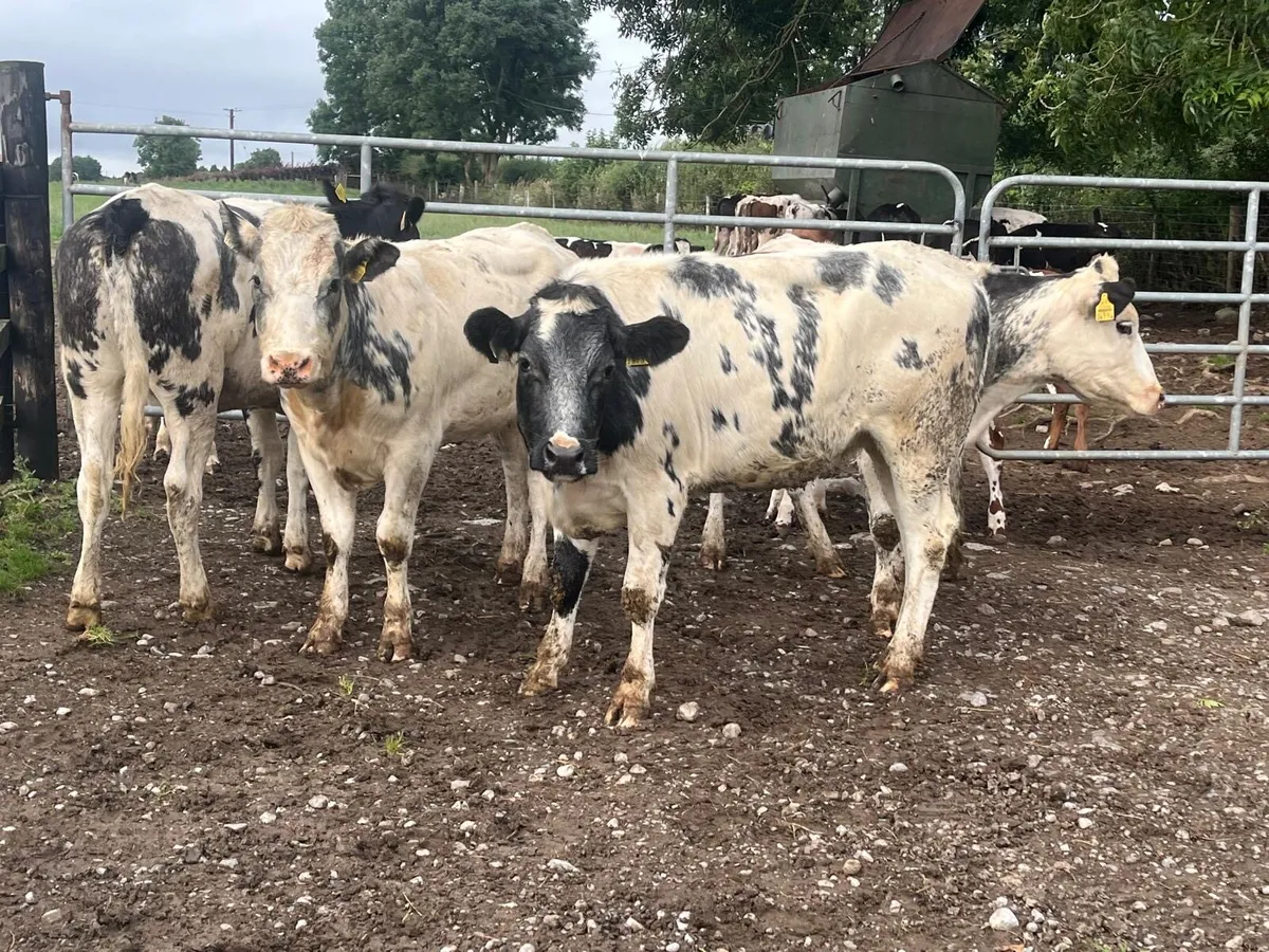 4 super Belgian blue store heifers - Image 1