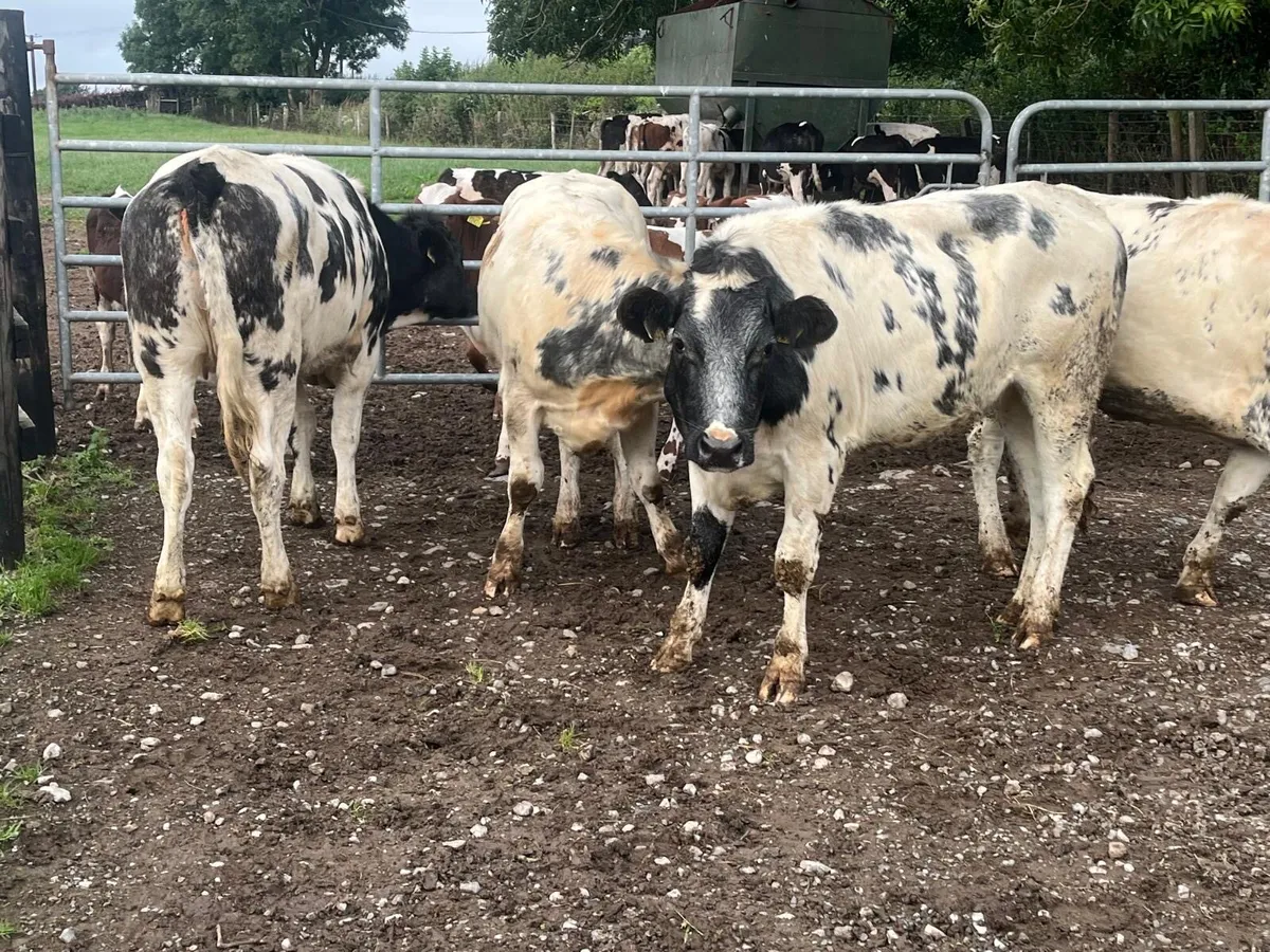 4 super Belgian blue store heifers - Image 2