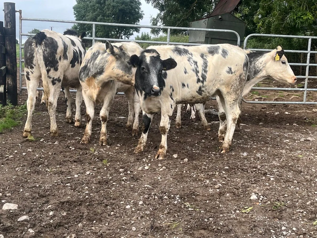 4 super Belgian blue store heifers - Image 3