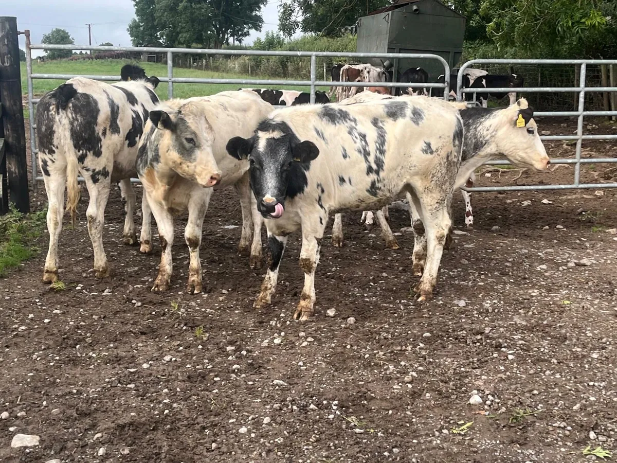 4 super Belgian blue store heifers - Image 4