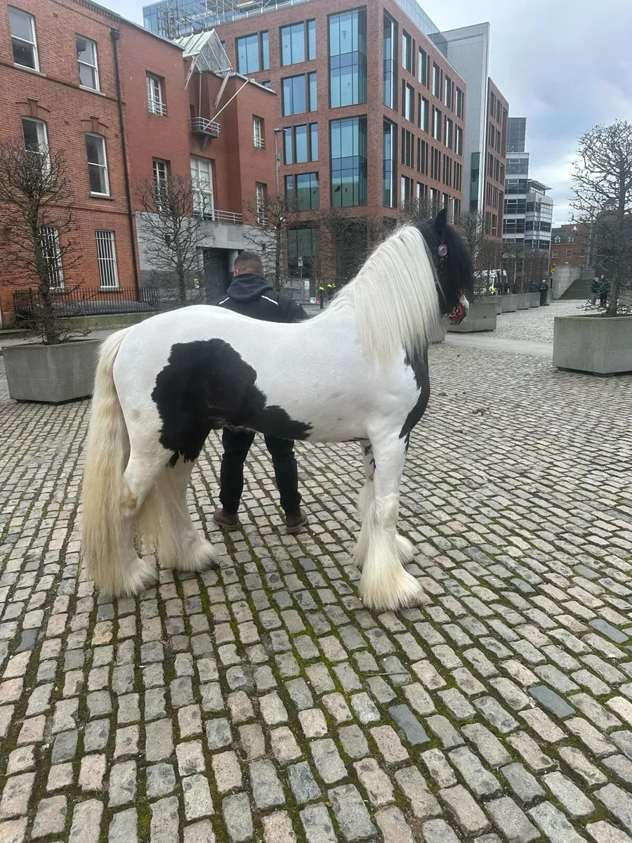 3 year old stepping cob - Image 1