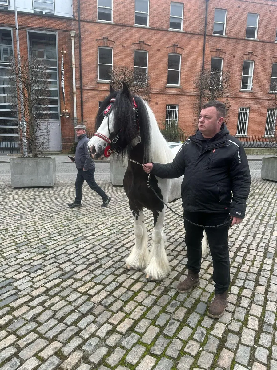 3 year old stepping cob - Image 2