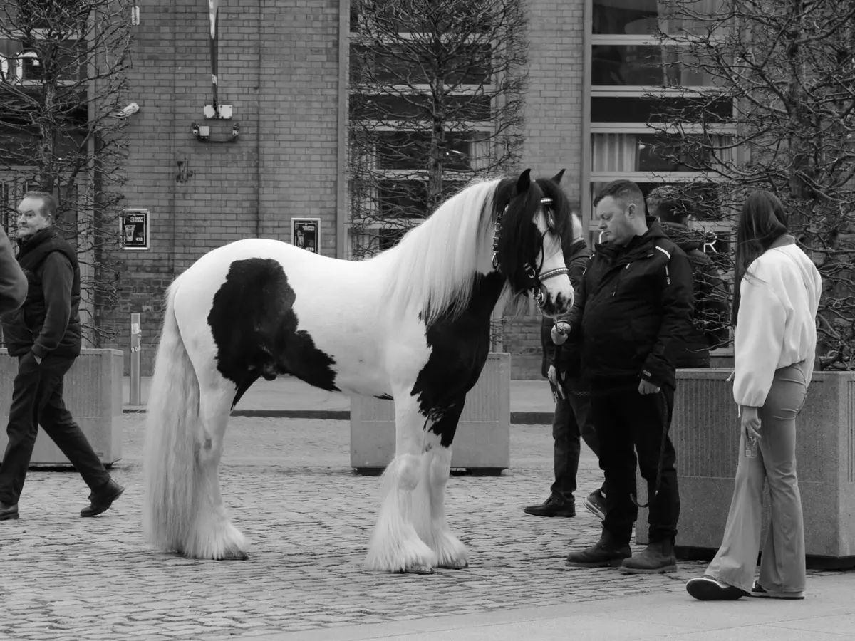 3 year old stepping cob - Image 4