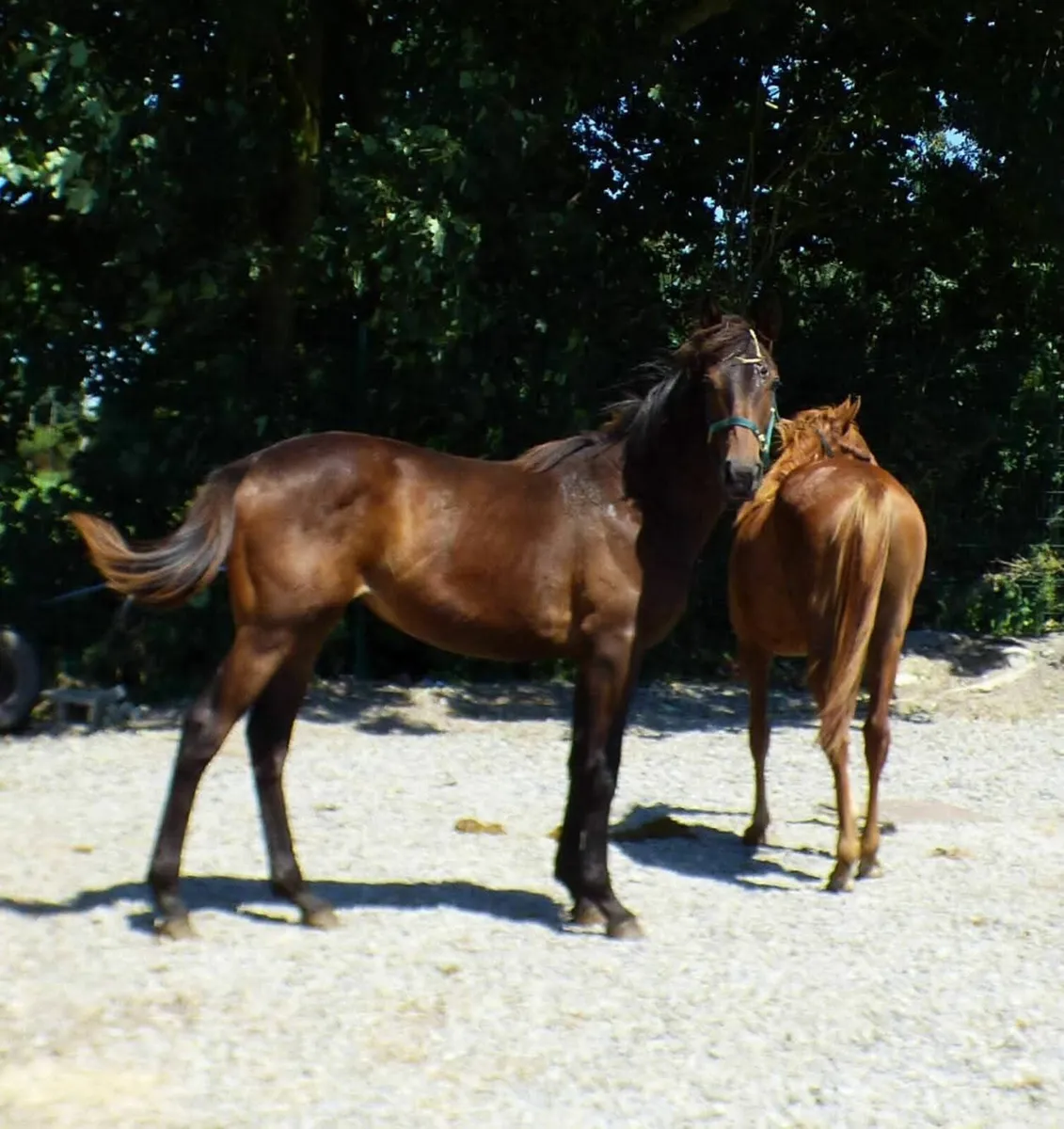 Yearling filly - Image 1