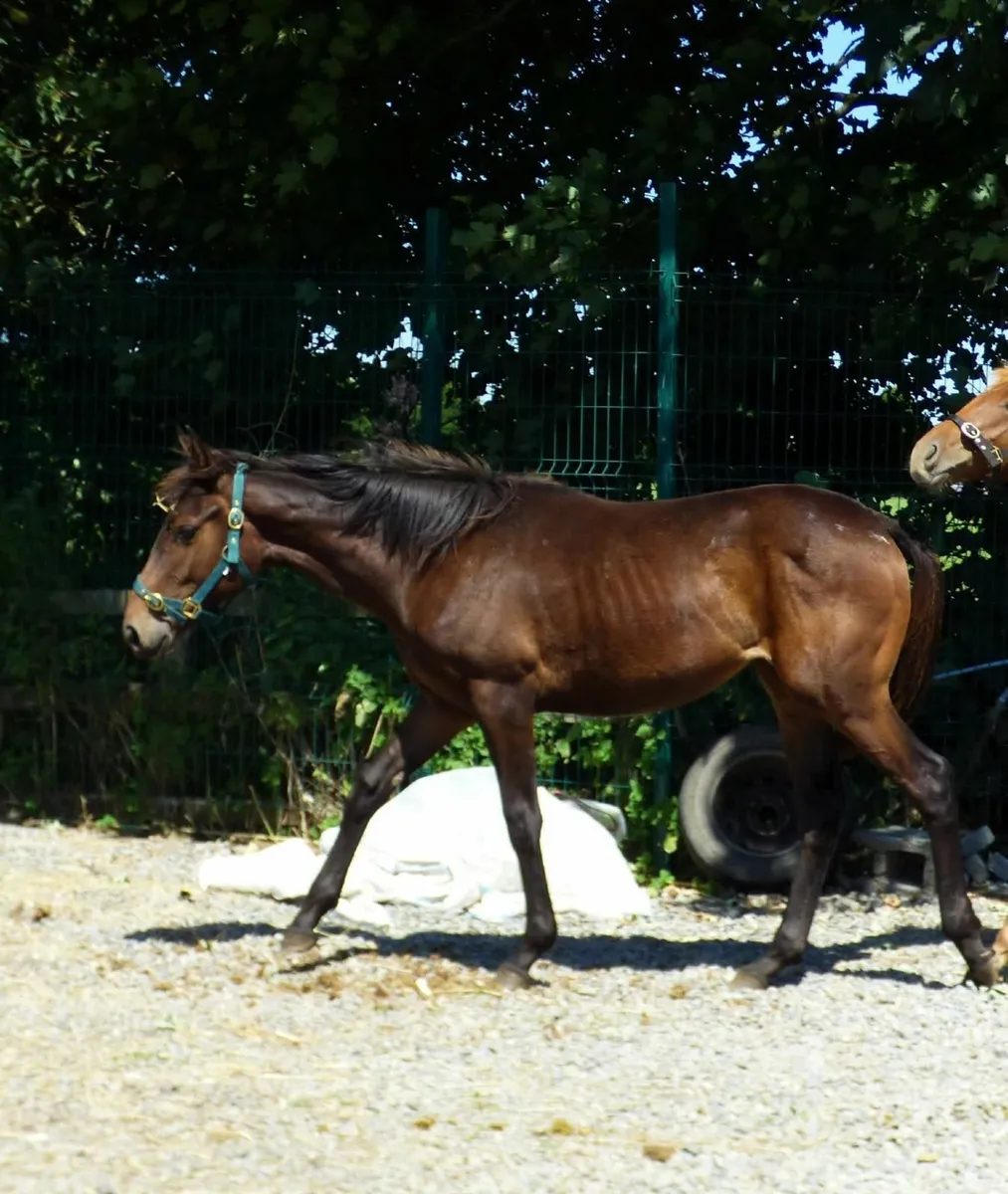 Yearling filly - Image 2