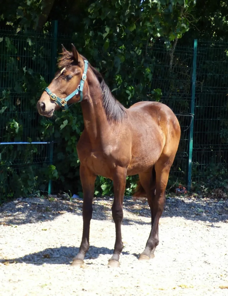 Yearling filly - Image 3