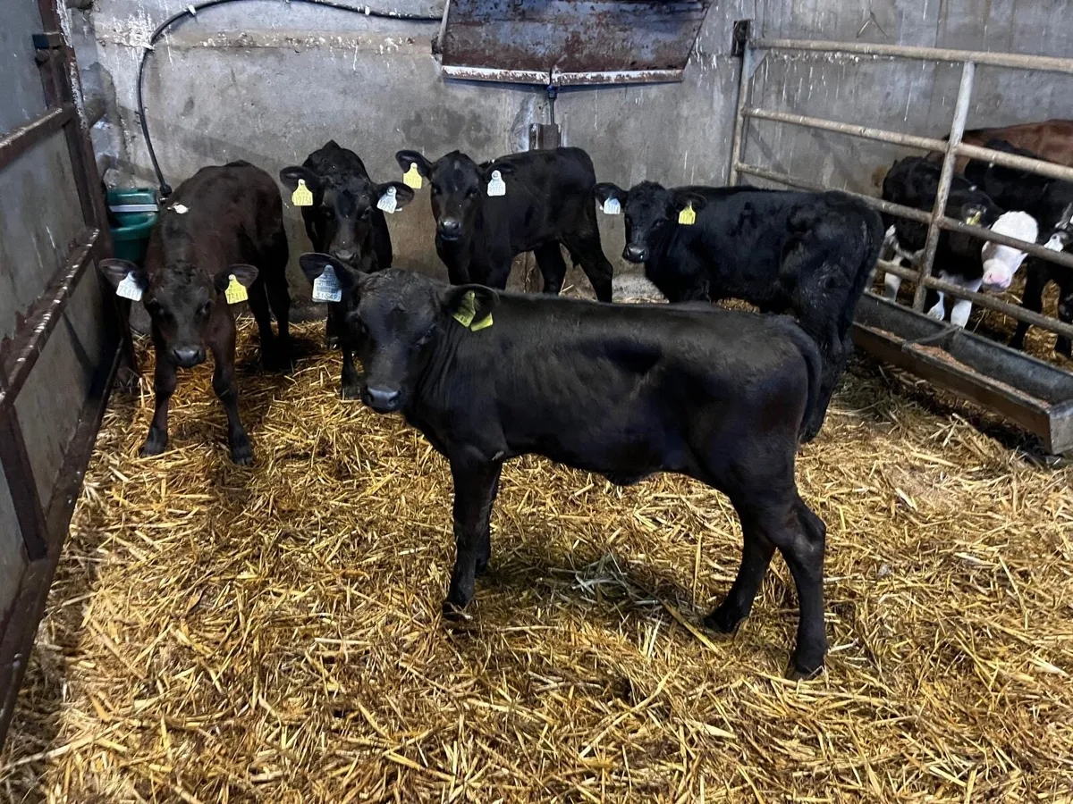 5 super Angus reared heifers - Image 1
