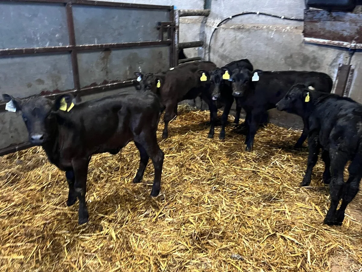5 super Angus reared heifers - Image 2