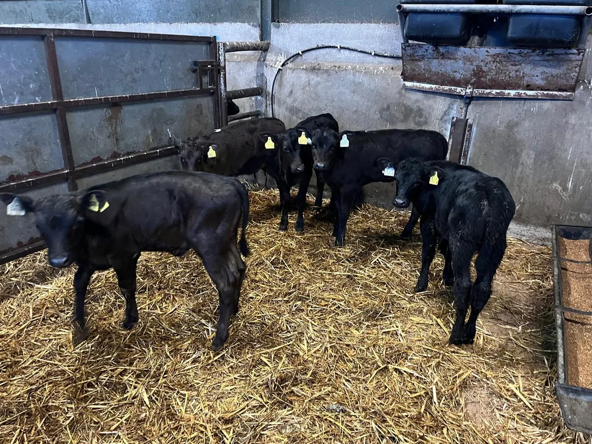 5 super Angus reared heifers - Image 3