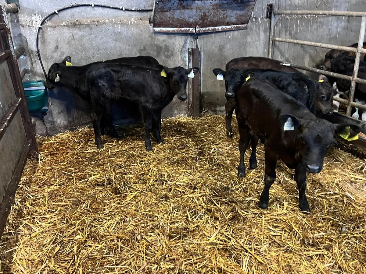 5 super Angus reared heifers - Image 4