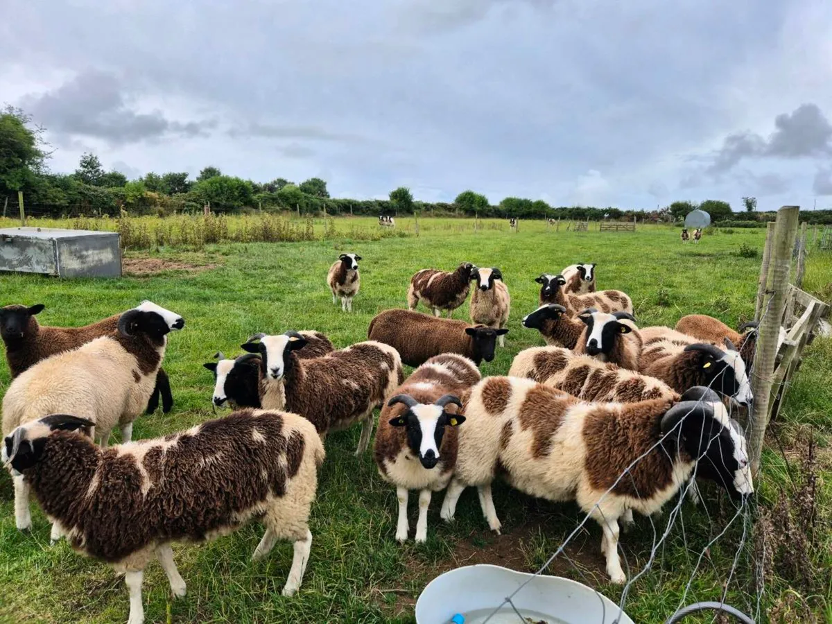 Pedigree Jacob Ewe Lambs - Image 1