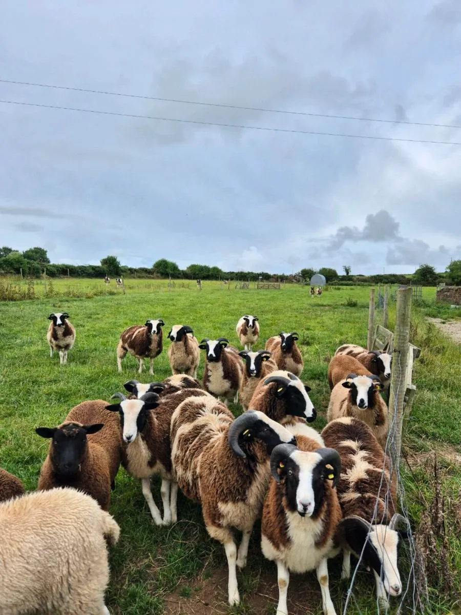 Pedigree Jacob Ewe Lambs - Image 3