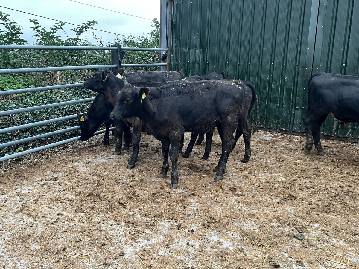 Super Angus weanling bulls - Image 4
